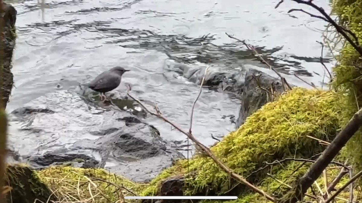 American Dipper - ML617167562