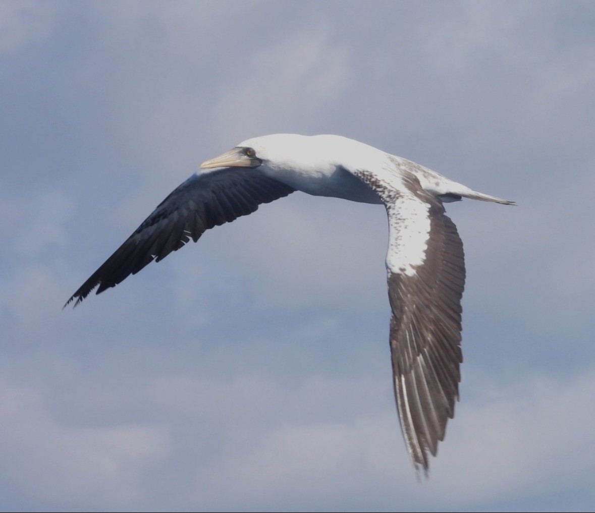 Nazca Booby - Avo Stilt