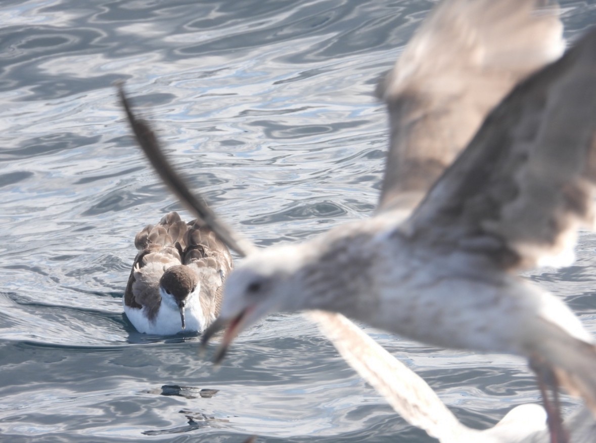 Buller's Shearwater - Avo Stilt