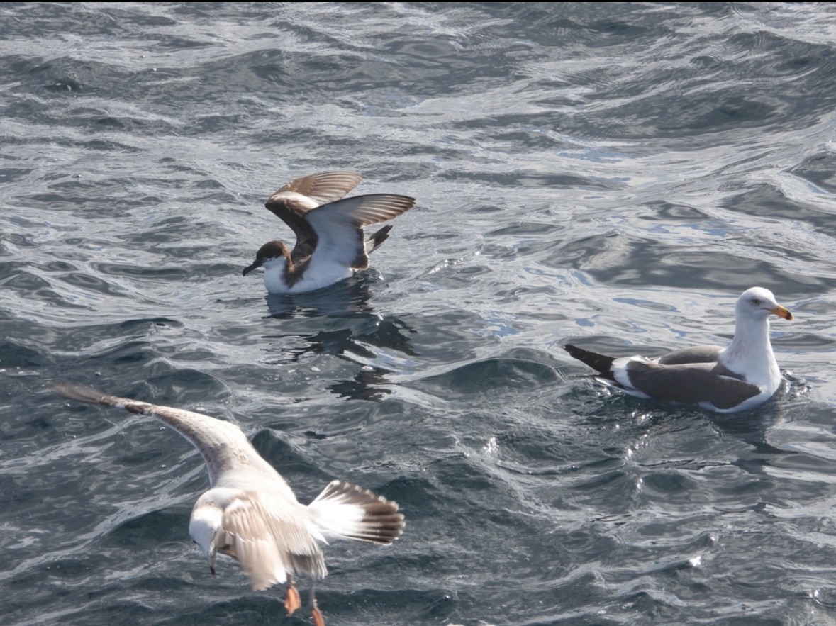 Buller's Shearwater - Avo Stilt