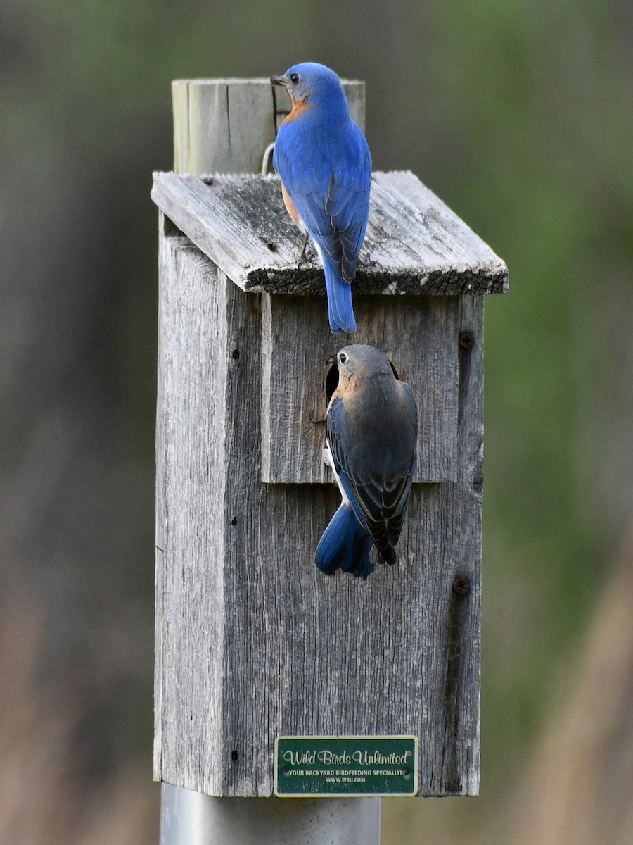 Eastern Bluebird - ML617167621
