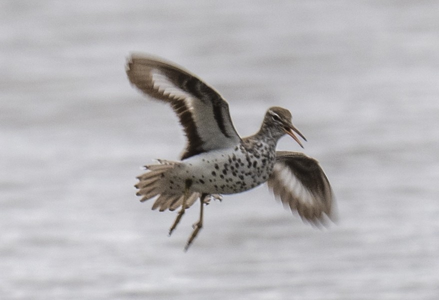 Spotted Sandpiper - Lawrence Gladsden