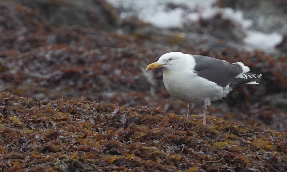 skifermåke - ML617167645