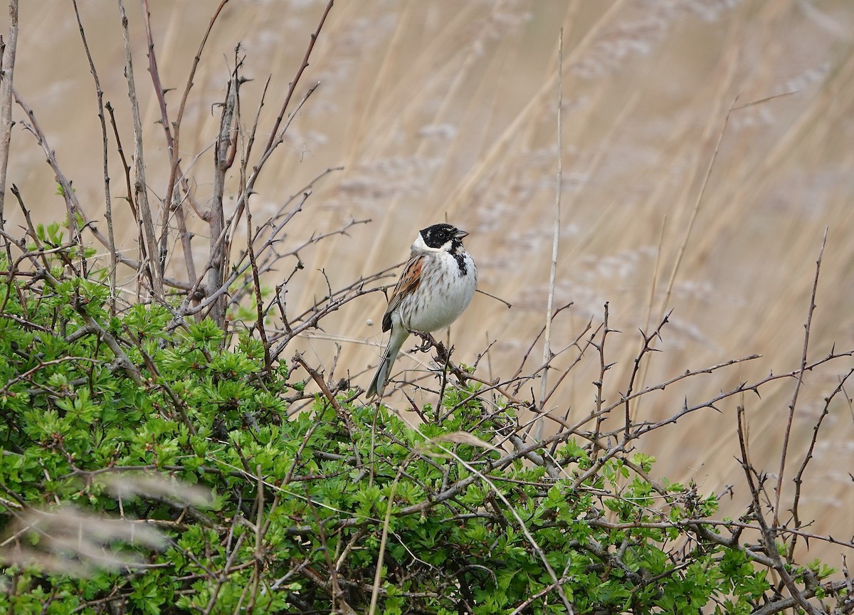 Reed Bunting - Phil Hyde