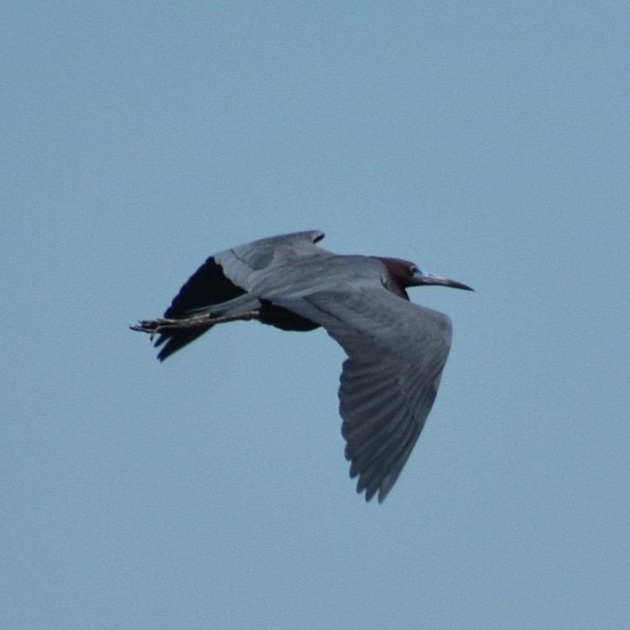 Little Blue Heron - Fred Werner