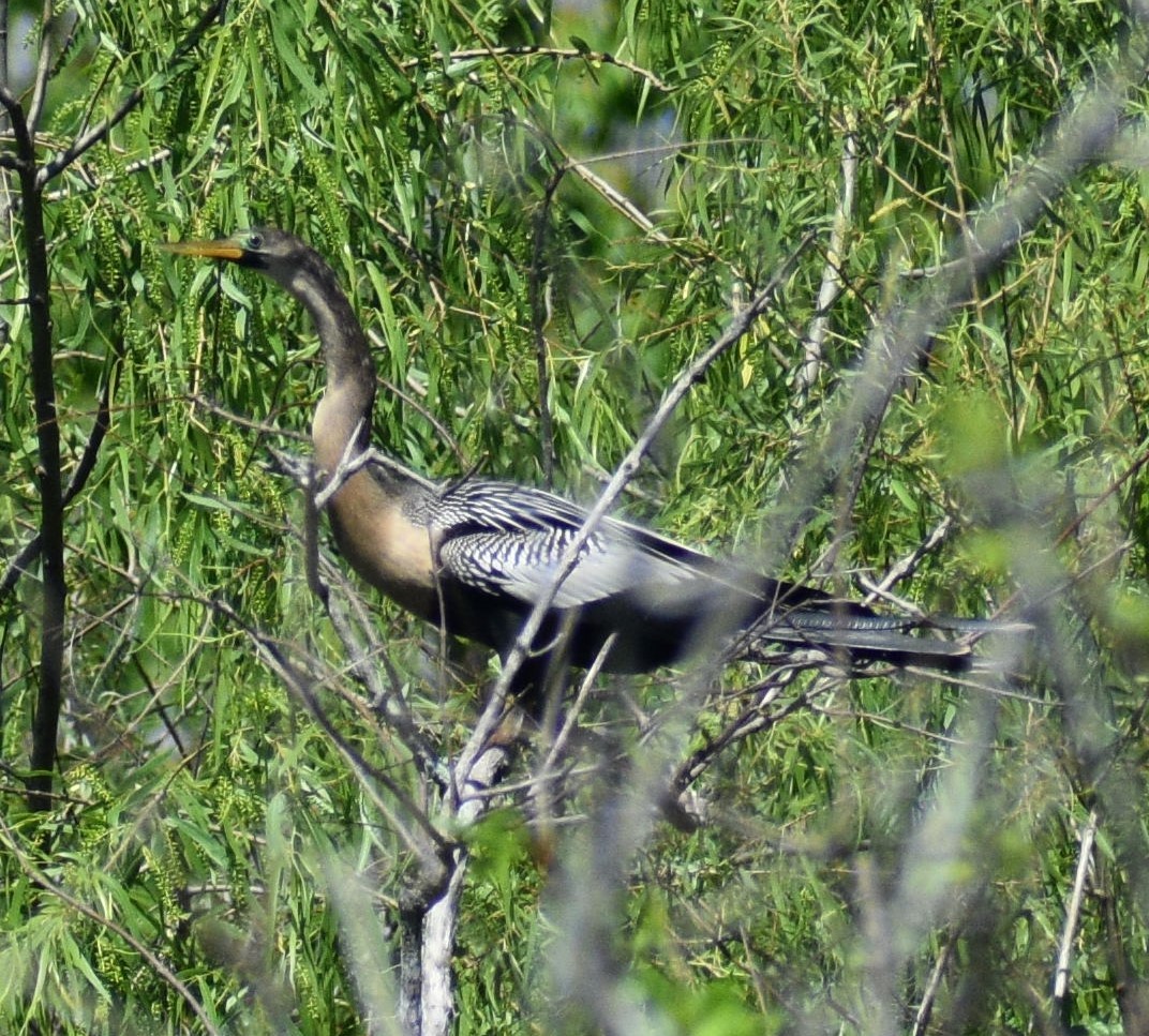 Anhinga - Fred Werner