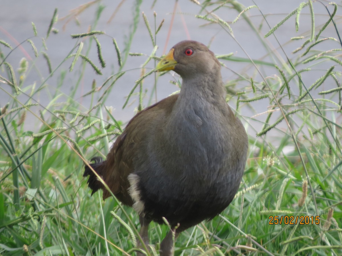 Grünfuß-Teichhuhn - ML617167724