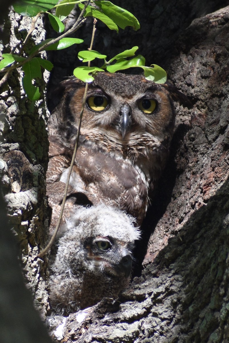 Great Horned Owl - Fred Werner