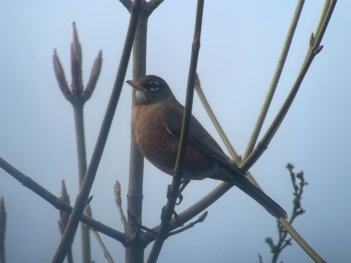 American Robin - ML617167759