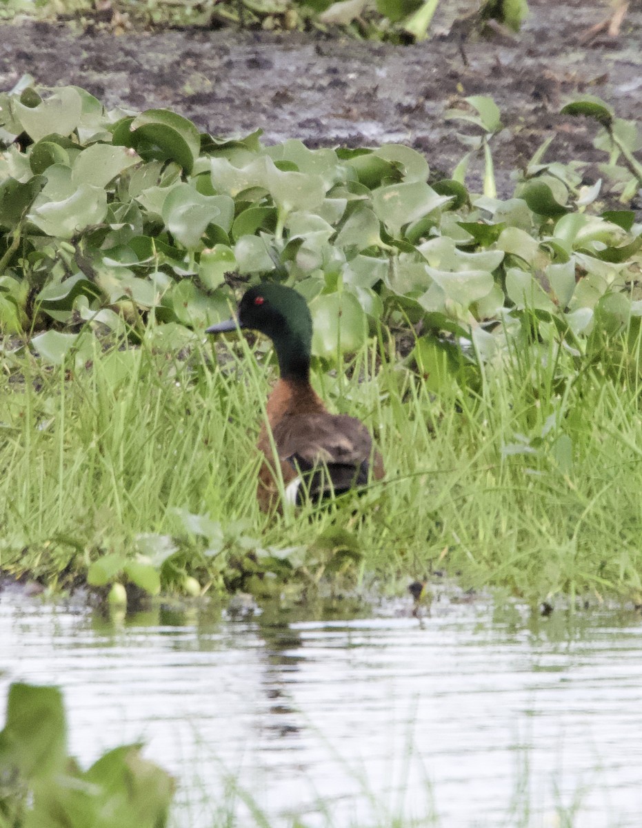 Chestnut Teal - ML617167795