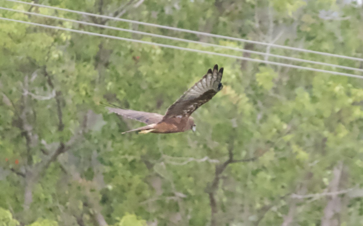 Swamp Harrier - ML617167811