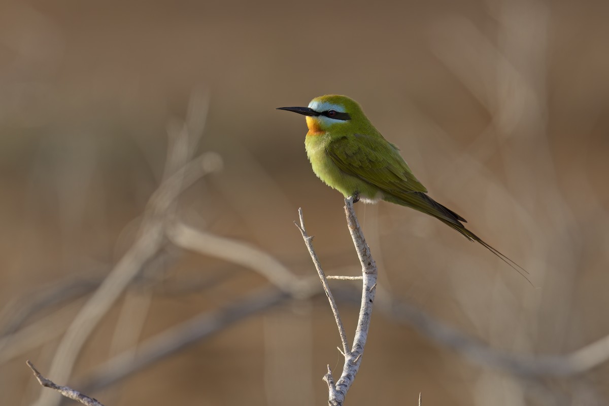 Blue-cheeked Bee-eater - ML617167818
