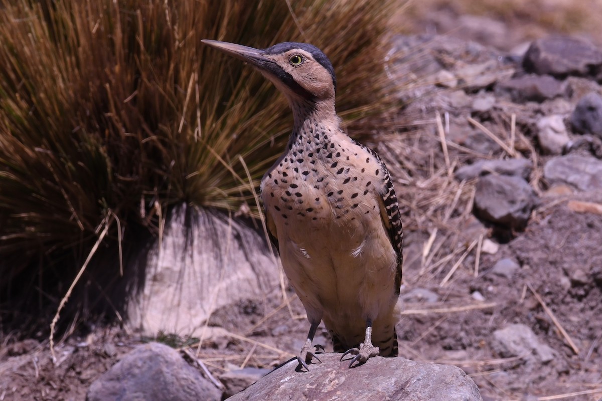 Andean Flicker - Christian Engel