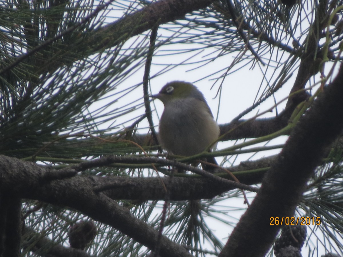 Silvereye - ML617167859