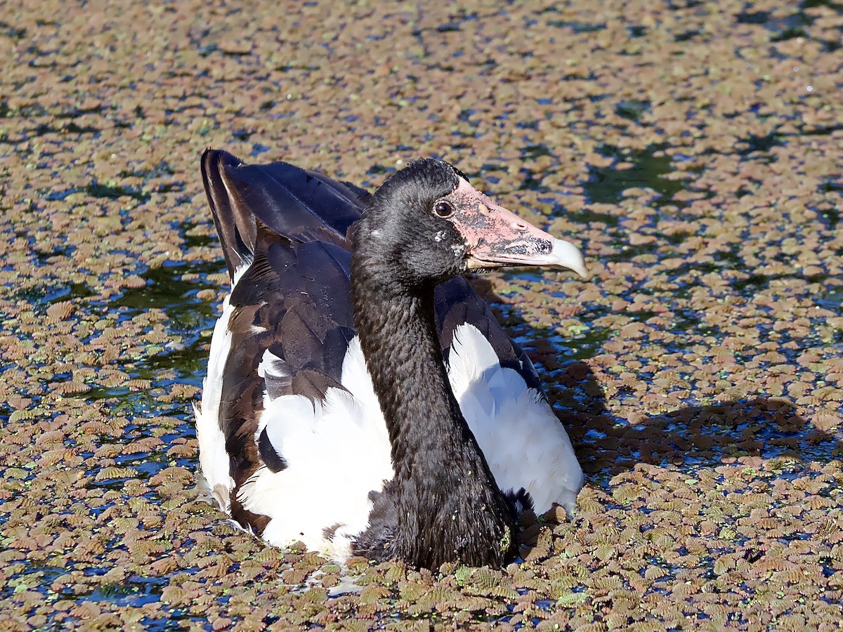 Magpie Goose - ML617167862