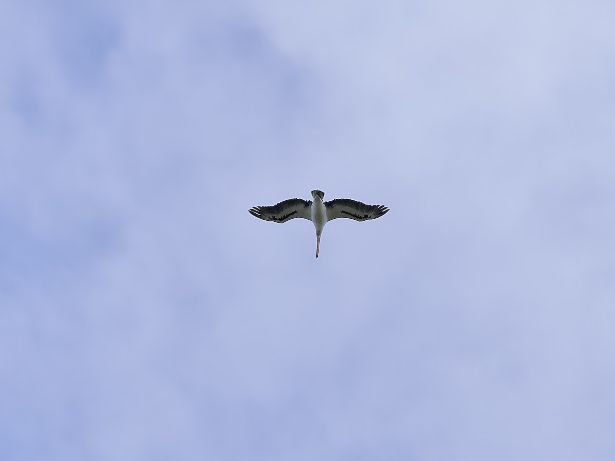 Австралийский пеликан - ML617167869