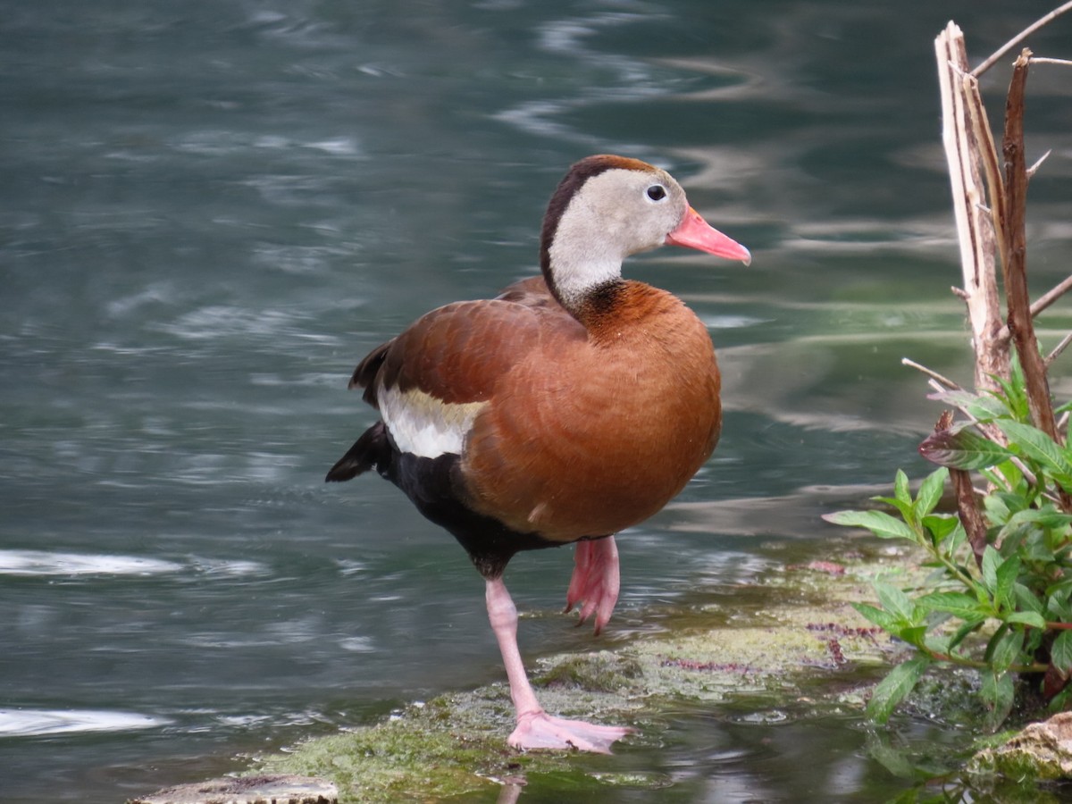 Black-bellied Whistling-Duck - Sara Boscoe