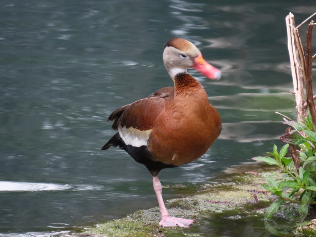 Black-bellied Whistling-Duck - Sara Boscoe