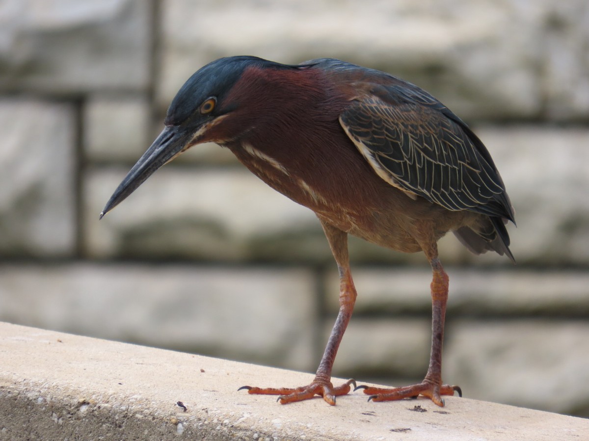 Green Heron - Sara Boscoe