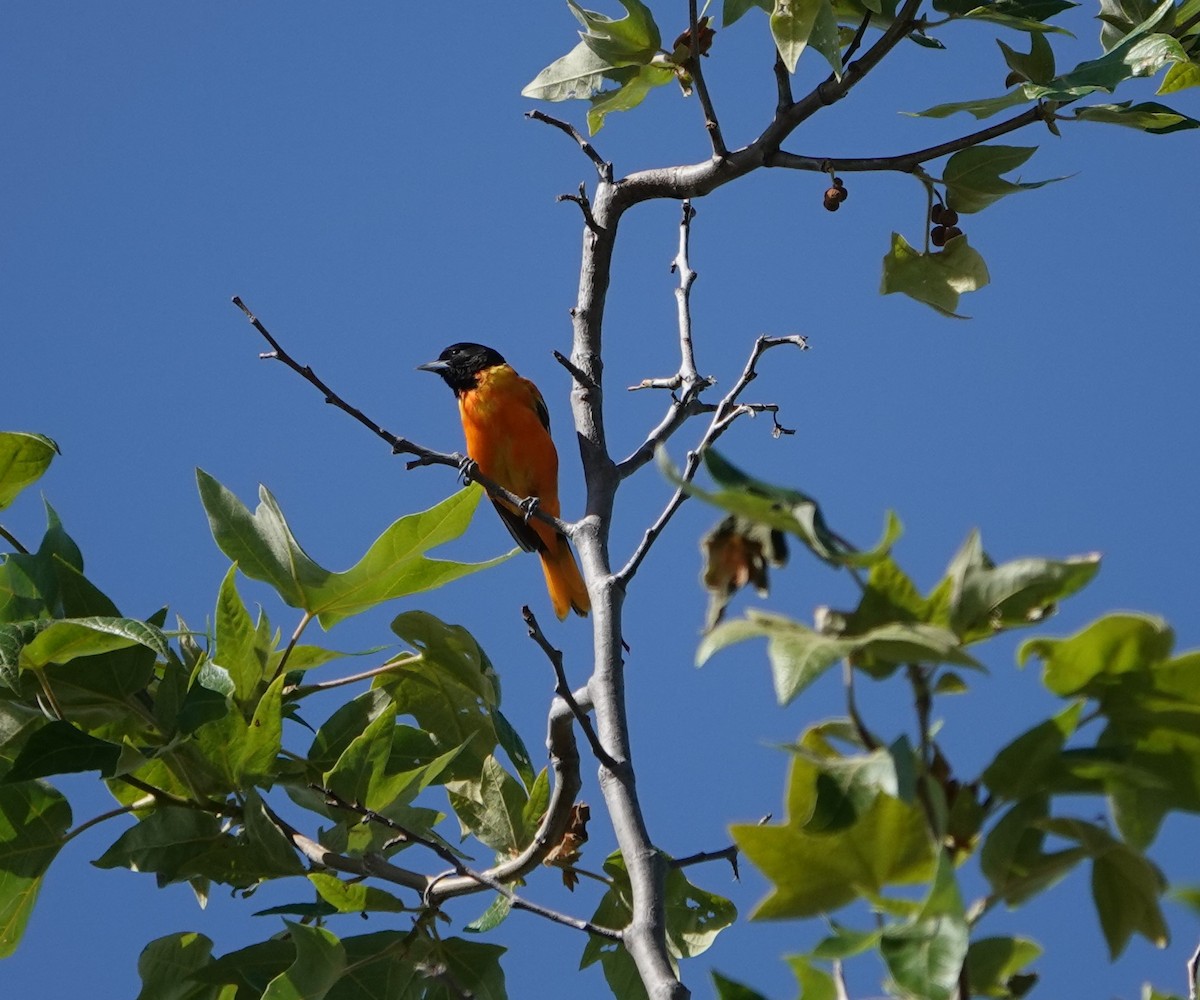 Baltimore Oriole - Sylvia Afable