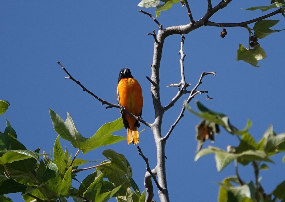 Baltimore Oriole - ML617167936