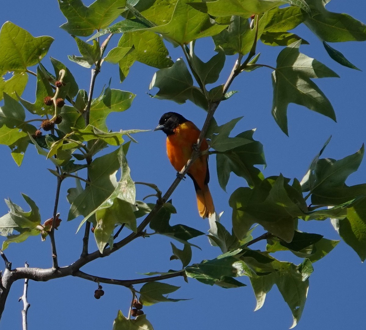 Baltimore Oriole - Sylvia Afable