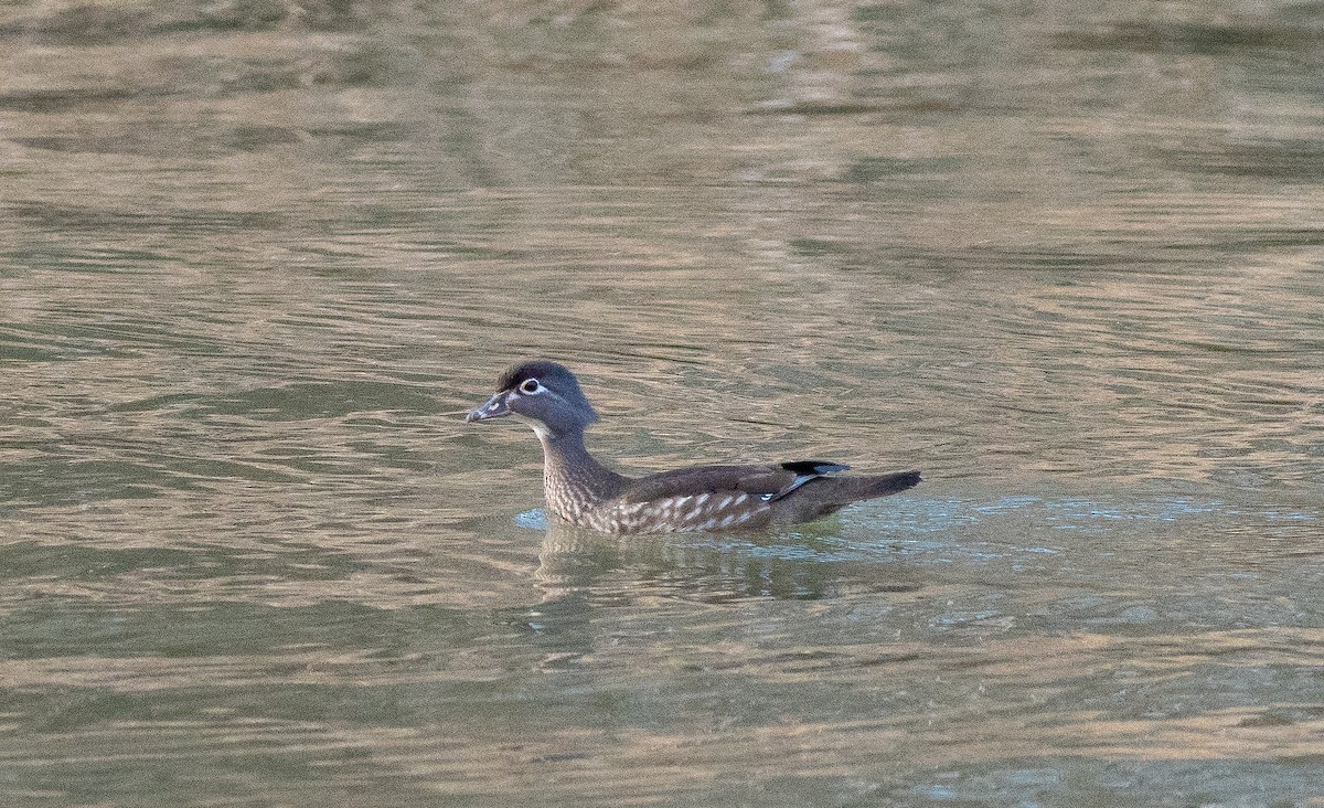 Wood Duck - ML617167946