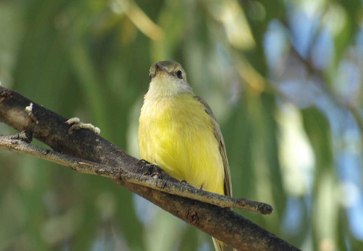 Lemon-bellied Flyrobin - David  Mules