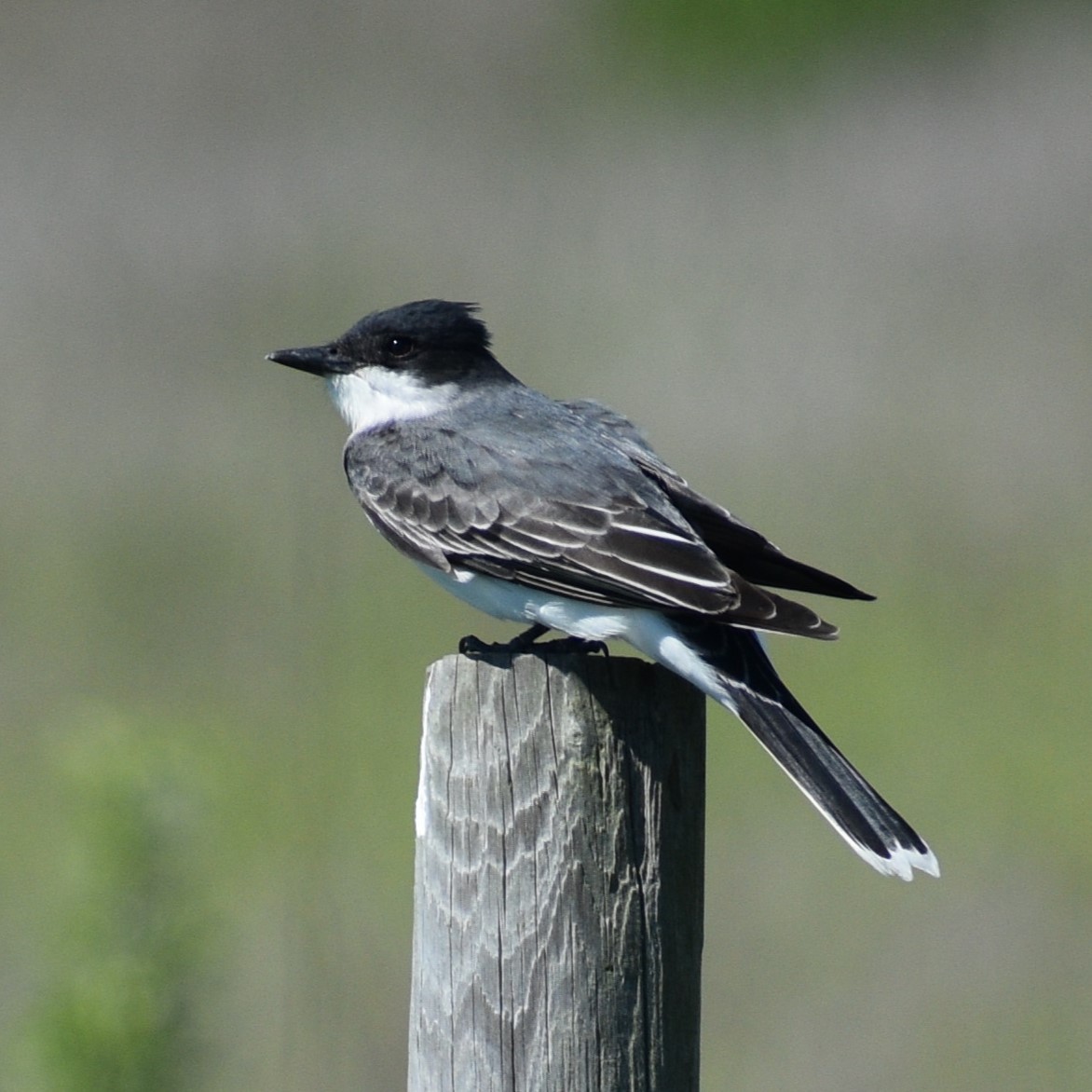 Eastern Kingbird - Fred Werner