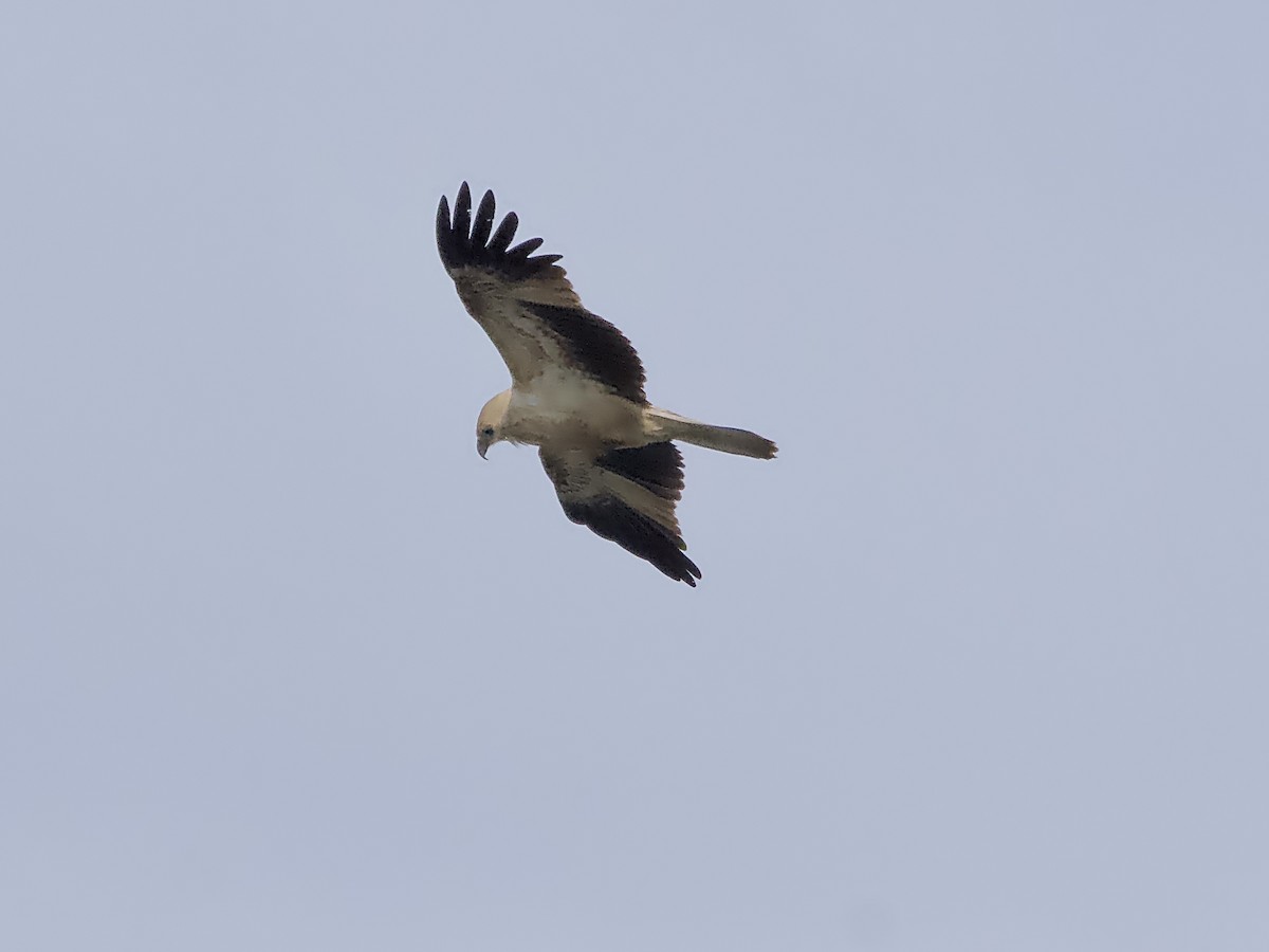 Whistling Kite - ML617168060