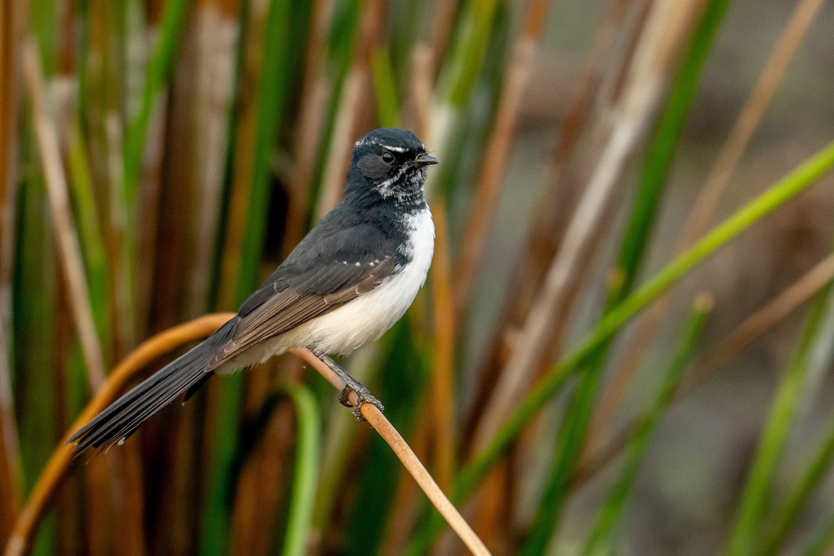 Willie-wagtail - ML617168110