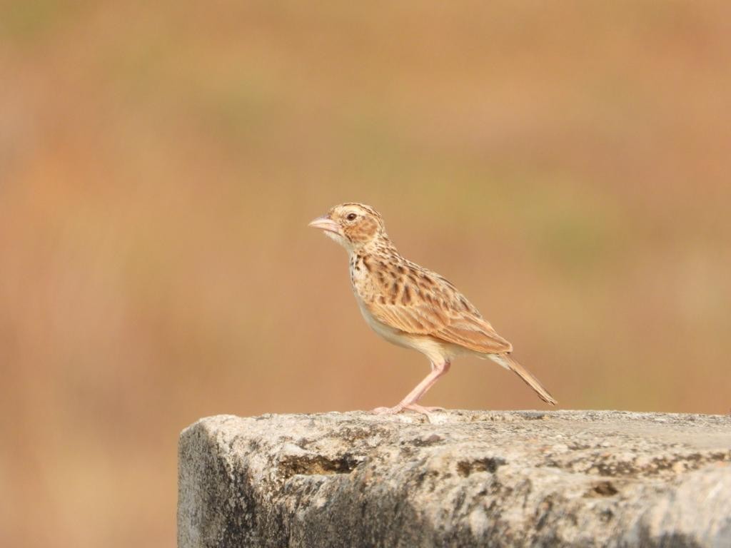 Indian Bushlark - SWATI RAHANGDALE