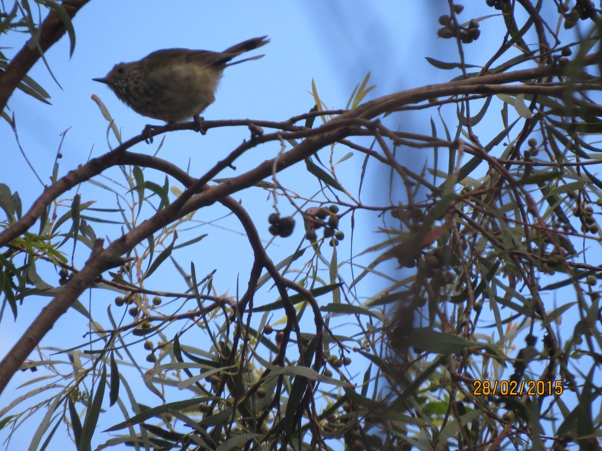 Brown Thornbill - ML617168180