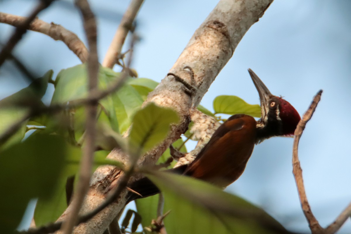 Greater/Common Flameback - ML617168275