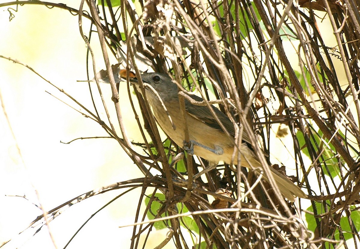 Arafura Shrikethrush - ML617168290