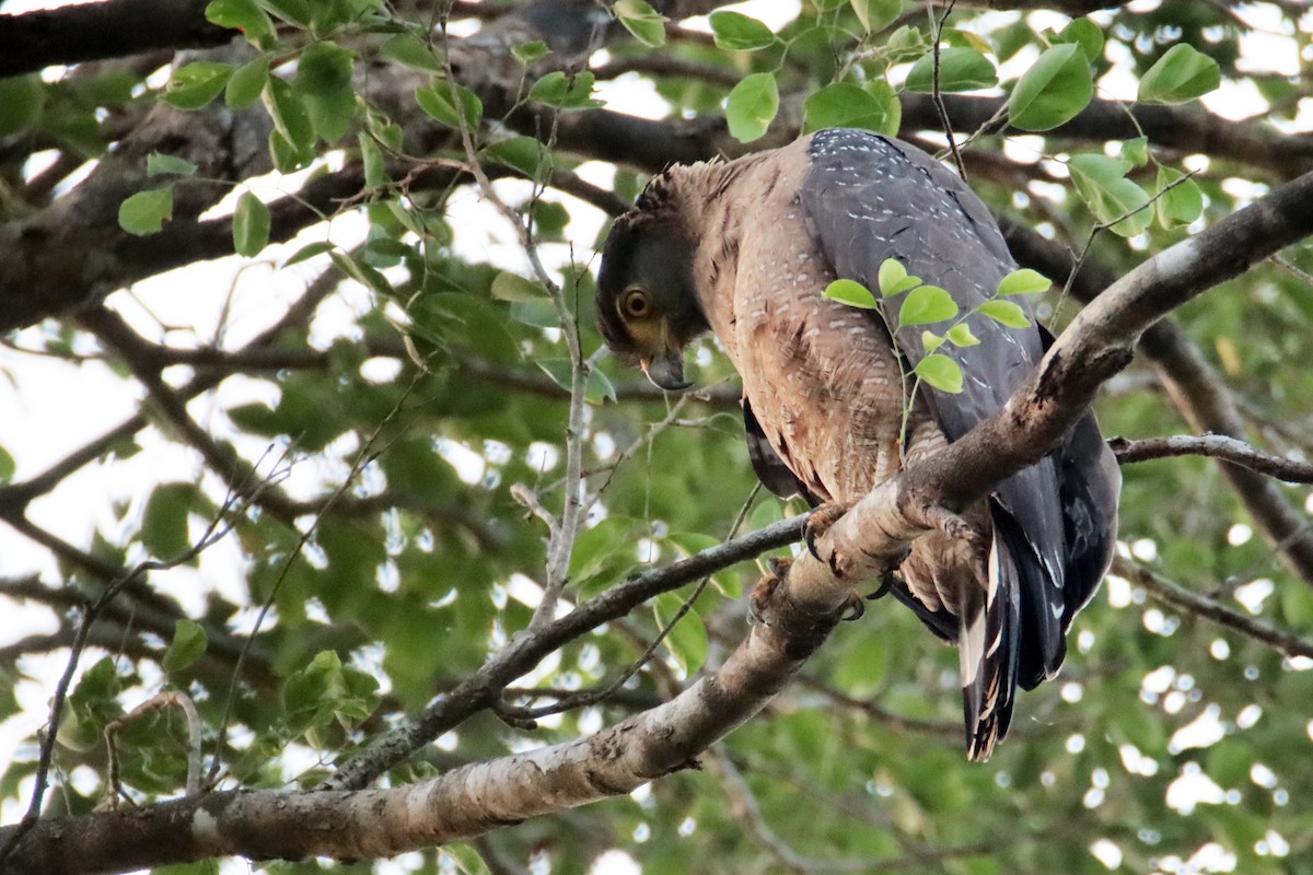 Crested Serpent-Eagle - ML617168411