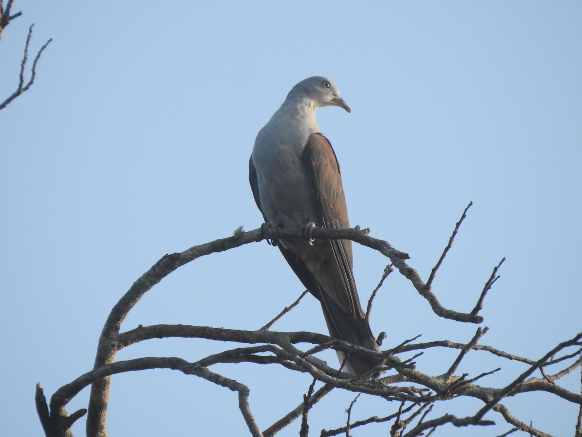 Mountain Imperial-Pigeon - ML617168426