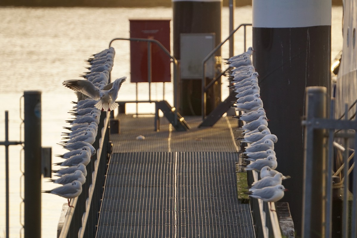 Black-headed Gull - ML617168571