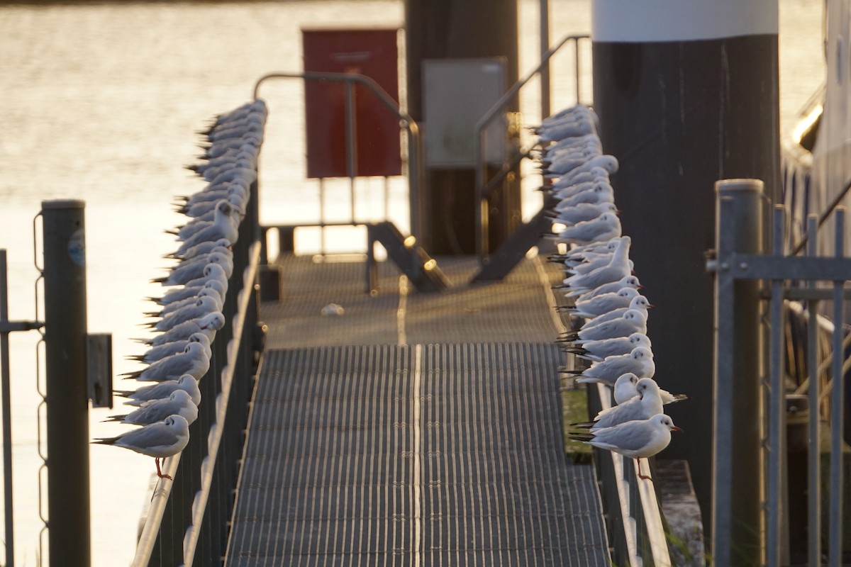 Black-headed Gull - ML617168572