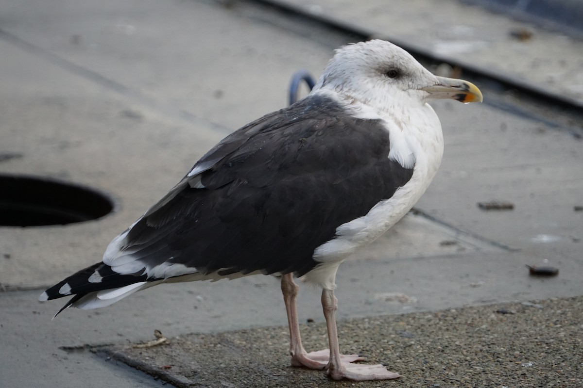 Great Black-backed Gull - ML617168574