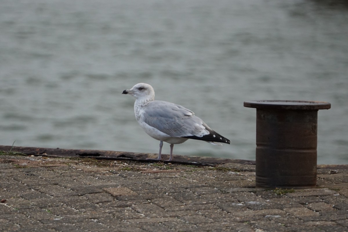 European Herring Gull - ML617168575