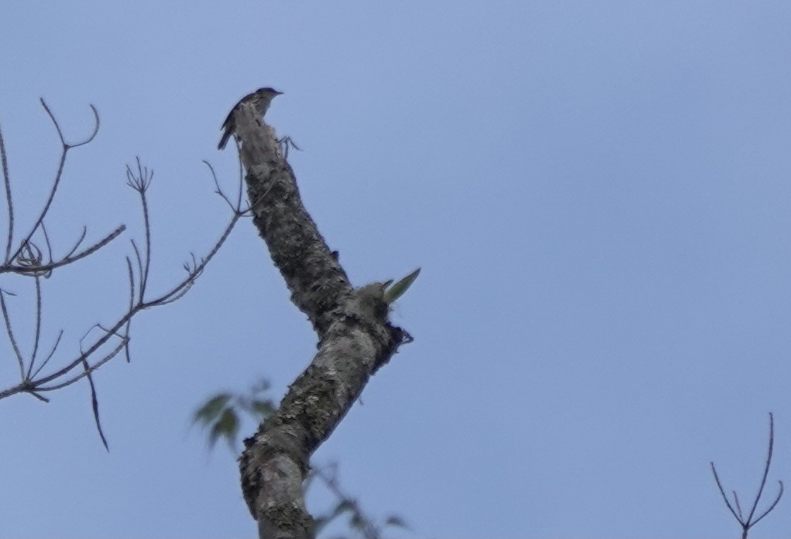 Stripe-breasted Rhabdornis - Martin Kennewell