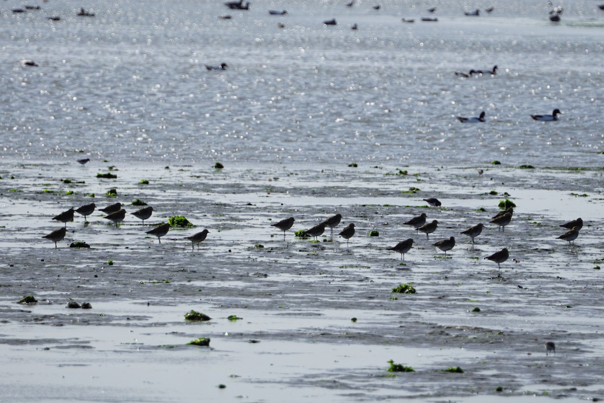 European Golden-Plover - ML617168665