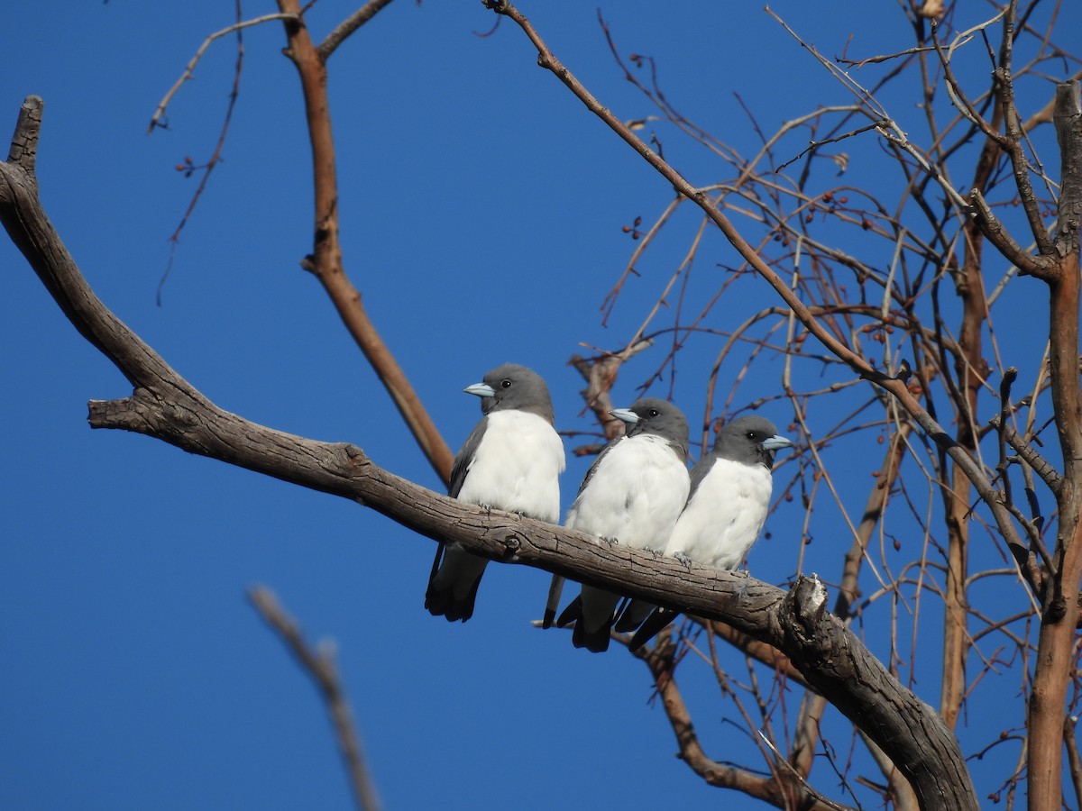 White-breasted Woodswallow - ML617168700