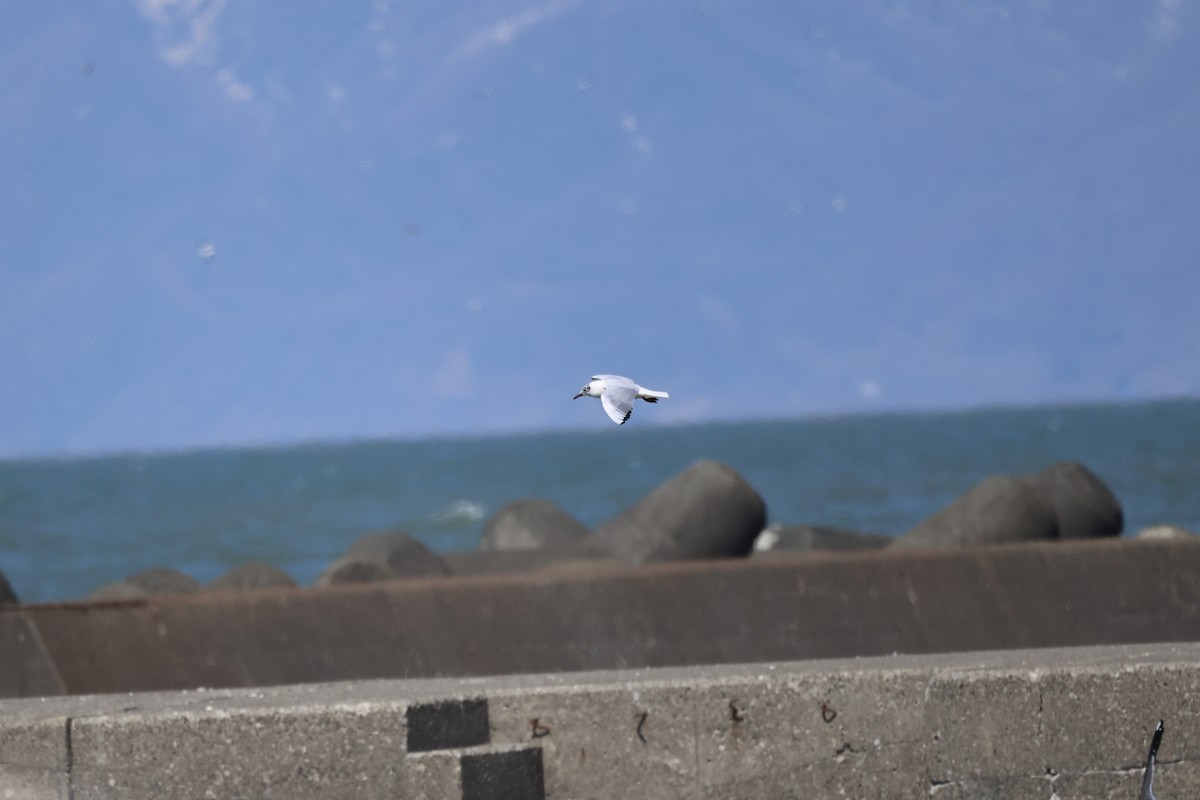 Mouette rieuse - ML617168727