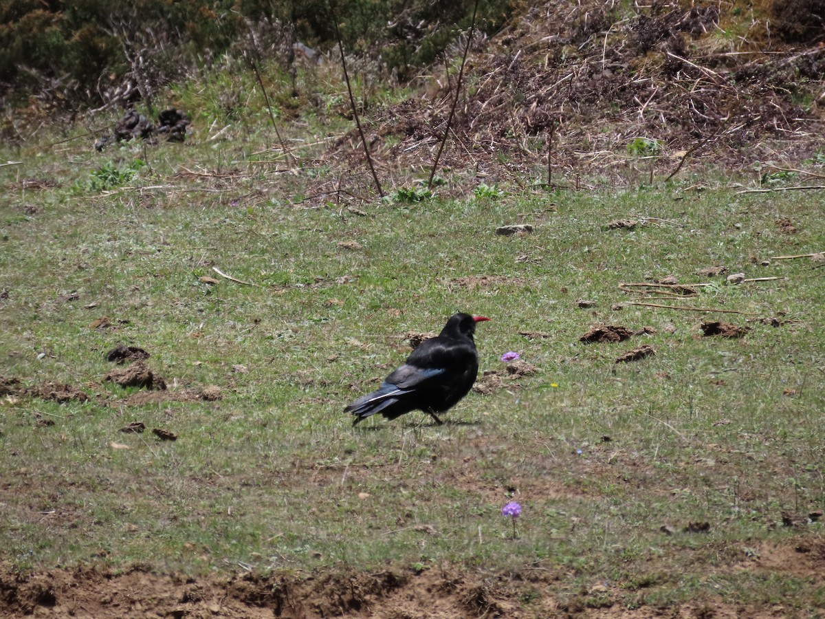 Red-billed Chough - ML617168755