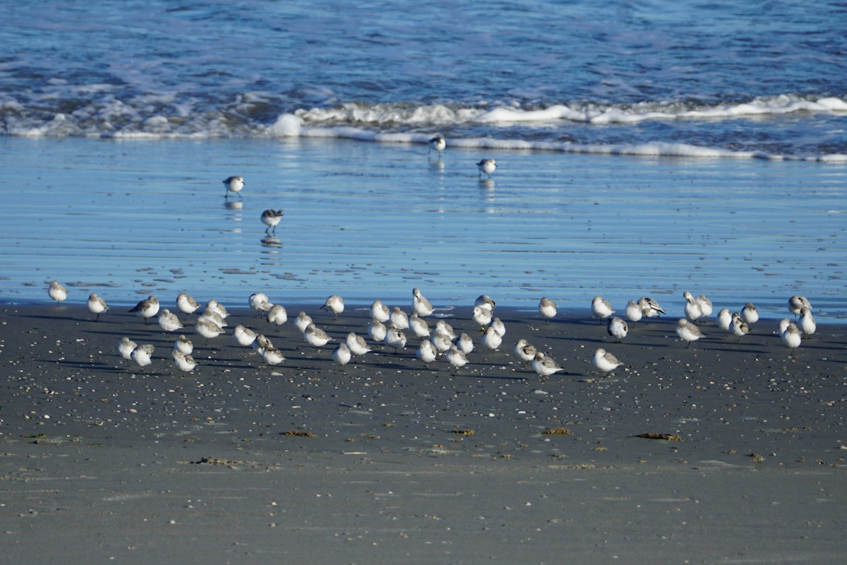 Sanderling - ML617168757