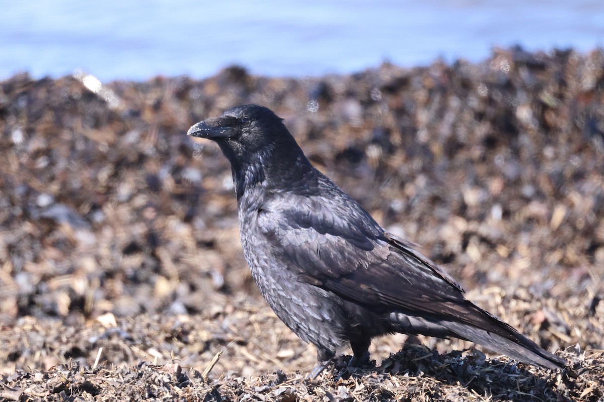 Carrion Crow - Akinori Miura