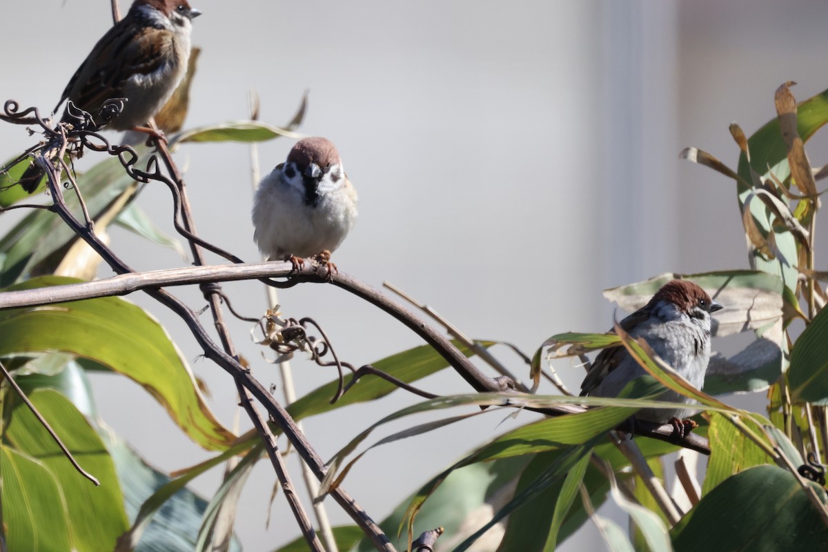 Eurasian Tree Sparrow - Akinori Miura