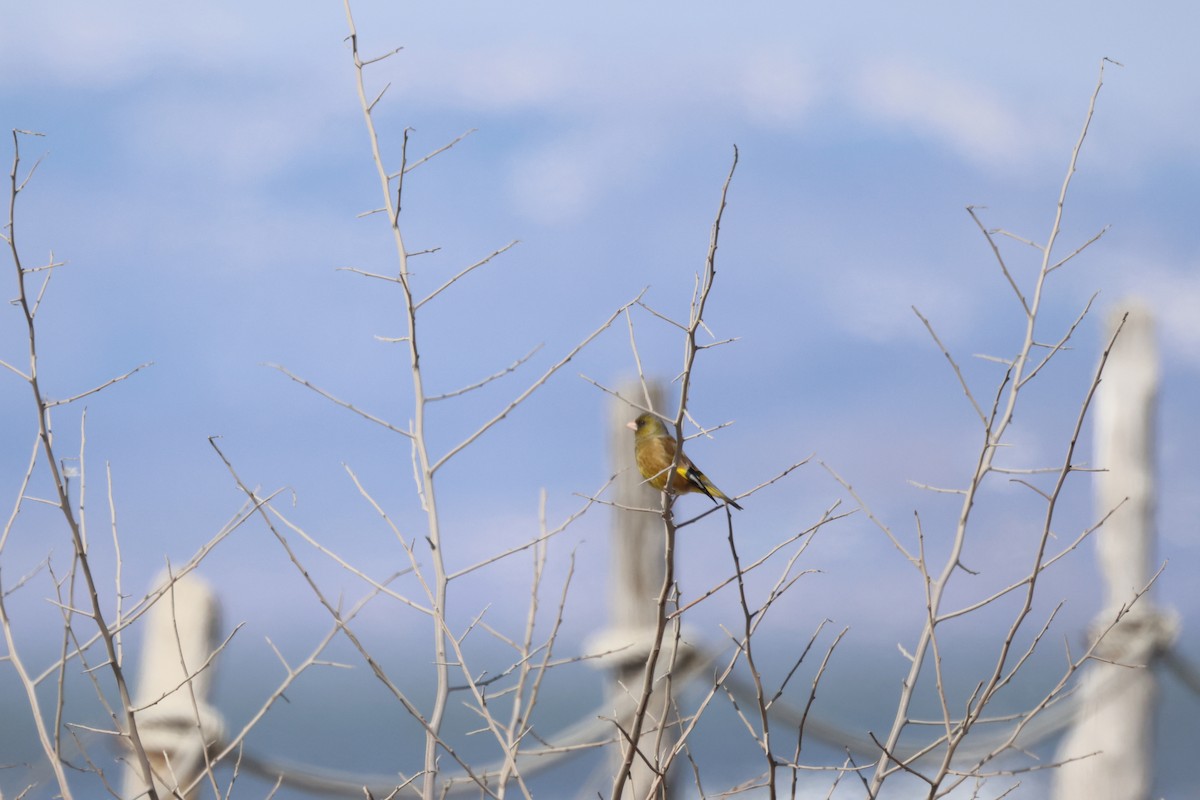 Oriental Greenfinch - ML617168801